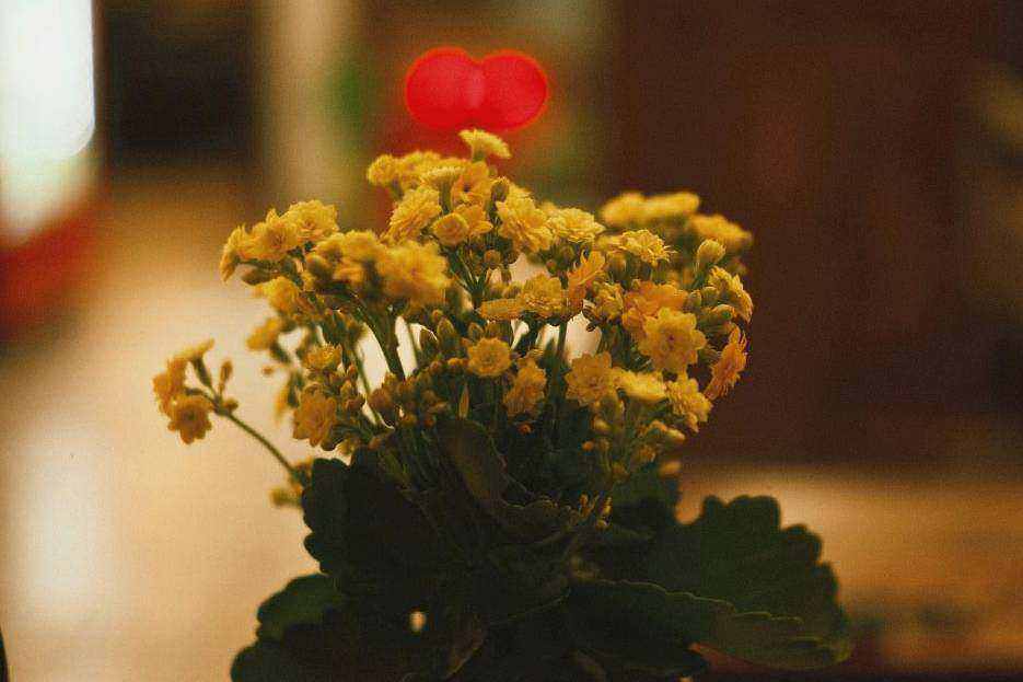 Eco arrangement 2